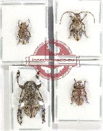 Scientific lot no. 299 Cerambycidae (Lamiinae) (4 pcs)