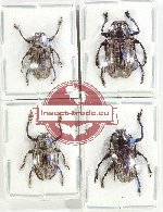 Scientific lot no. 298 Cerambycidae (Choeromorpha sp.) (4 pcs A, A-, A2)