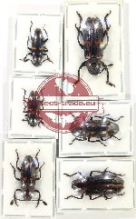 Scientific lot no. 174 Erotylidae (6 pcs)