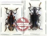 Scientific lot no. 179 Erotylidae (2 pcs)