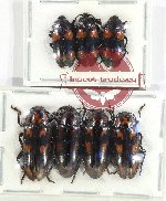 Scientific lot no. 175 Erotylidae (7 pcs)