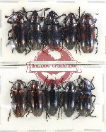 Scientific lot no. 172 Erotylidae (10 pcs)