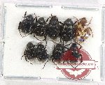 Scientific lot no. 74 Hopliinae (9 pcs A-, A2)