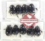 Scientific lot no. 823 Coprophaga (9 pcs)