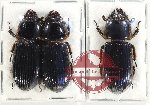 Scientific lot no. 169 Passalidae (3 pcs)