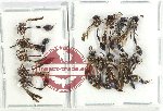 Scientific lot no. 519 Hymenoptera (14 pcs)