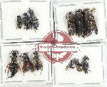 Scientific lot no. 520 Hymenoptera (12 pcs)