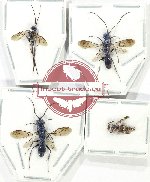 Scientific lot no. 504 Hymenoptera (4 pcs)