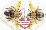 Scientific lot no. 499 Hymenoptera (2 pcs)