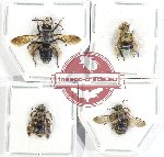 Scientific lot no. 503 Hymenoptera (4 pcs)