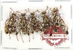 Scientific lot no. 515 Hymenoptera (5 pcs)