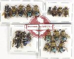 Scientific lot no. 522 Hymenoptera (18 pcs)