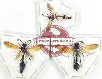 Scientific lot no. 514 Hymenoptera (3 pcs A2)