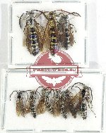 Scientific lot no. 517 Hymenoptera (9 pcs)