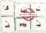 Scientific lot no. 29 Membracinae (8 pcs)