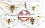 Scientific lot no. 25 Cicadidae (4 pcs)