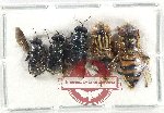 Scientific lot no. 114 Diptera (5 pcs)