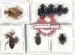 Scientific lot no. 1311 Heteroptera (9 pcs A, A-, A2)