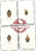 Scientific lot no. 1265 Heteroptera (4 pcs)