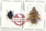 Scientific lot no. 100K Heteroptera (Pentatomidae) (2 pcs A2)