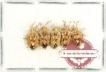 Scientific lot no. 1266 Heteroptera (5 pcs)