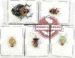 Scientific lot no. 1251 Heteroptera (Pentatomidae) (5 pcs A, A2)