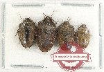 Scientific lot no. 1281 Heteroptera (4 pcs)