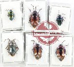 Scientific lot no. 1243 Heteroptera (Scutellarinae) (6 pcs A, A2)