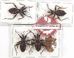 Scientific lot no. 1310 Heteroptera (5 pcs A, A-, A2)