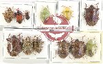 Scientific lot no. 1310A Heteroptera (12 pcs A, A-, A2)