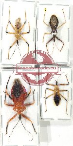 Scientific lot no. 1259 Heteroptera (Reduviidae) (4 pcs A, A-, A2)