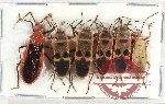 Scientific lot no. 1301 Heteroptera (6 pcs)