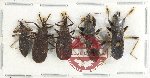 Scientific lot no. 1270 Heteroptera (5 pcs)