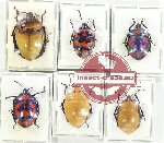 Scientific lot no. 1257 Heteroptera (Scutellarinae) (6 pcs A2)