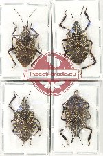 Scientific lot no. 1253 Heteroptera (Pentatomidae) (4 pcs A, A2)