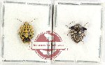 Scientific lot no. 1317 Heteroptera (2 pcs - 1 pc A2)