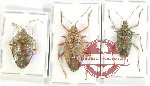 Scientific lot no. 1255 Heteroptera (Pentatomidae) (3 pcs A2)