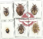 Scientific lot no. 1254 Heteroptera (Pentatomidae) (6 pcs A, A2)