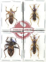 Scientific lot no. 1258 Heteroptera (Reduviidae) (4 pcs A, A-, A2)