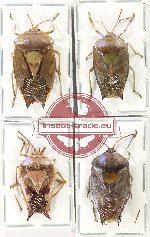 Scientific lot no. 1244 Heteroptera (Pentatomidae) (4 pcs A2)