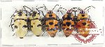 Scientific lot no. 1316 Heteroptera (5 pcs)