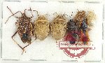 Scientific lot no. 1306 Heteroptera (7 pcs A-, A2)