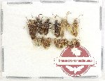 Scientific lot no. 1279 Heteroptera (16 pcs)