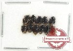 Scientific lot no. 1296 Heteroptera (11 pcs)