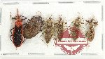 Scientific lot no. 1271 Heteroptera (6 pcs A-)