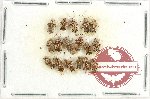 Scientific lot no. 1280 Heteroptera (17 pcs)