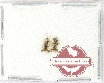 Scientific lot no. 1295 Heteroptera (2 pcs)