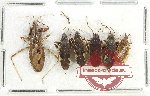 Scientific lot no. 1273 Heteroptera (6 pcs)