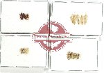 Scientific lot no. 1267 Heteroptera (16 pcs)