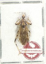 Reduviidae sp. 31 (5 pcs)